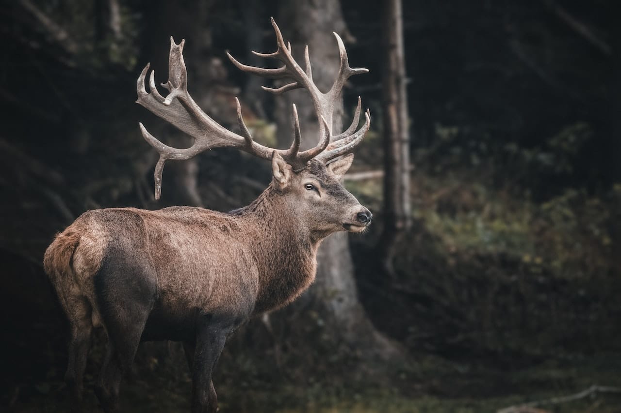 En ren med stora horn i en skog.